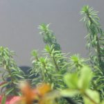 植栽から2日目
