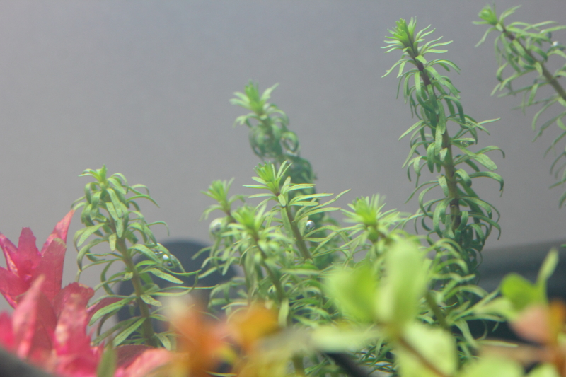 植栽から2日目