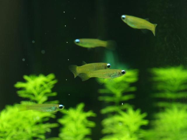 飼育100日目