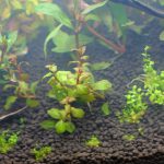 植栽から1日目