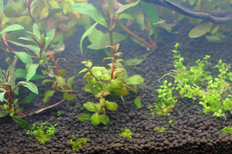 植栽から1日目
