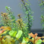 植栽から3日目