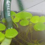 浮草で蓋の隙間を埋める対処