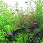 植栽から13日目