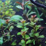 植栽から3日目