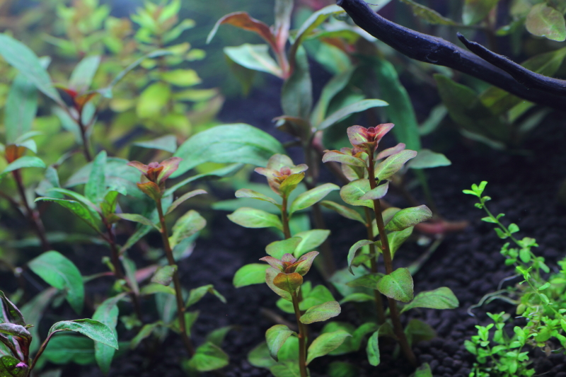 植栽から3日目