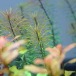植栽から5日目
