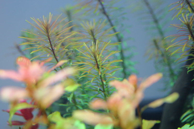 植栽から5日目
