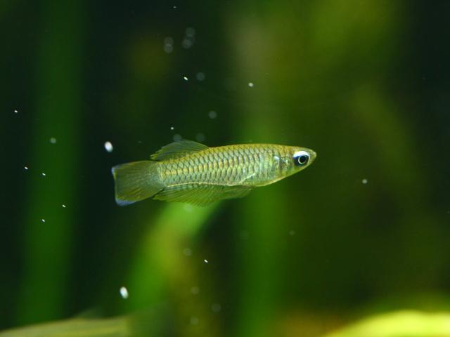 飼育103日目