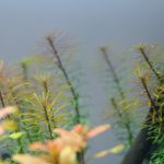 植栽から5日目