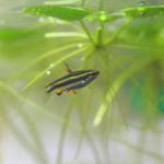 浮草で蓋の隙間を埋める対処