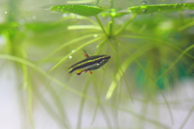 浮草で蓋の隙間を埋める対処