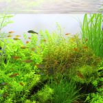 植栽から29日目