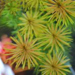植栽から5日目