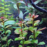 植栽から5日目