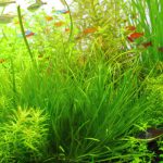 植栽から78日目