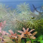 植栽から9日目