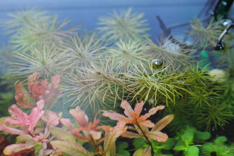 植栽から9日目