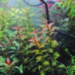 植栽から9日目