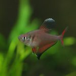 飼育15日目