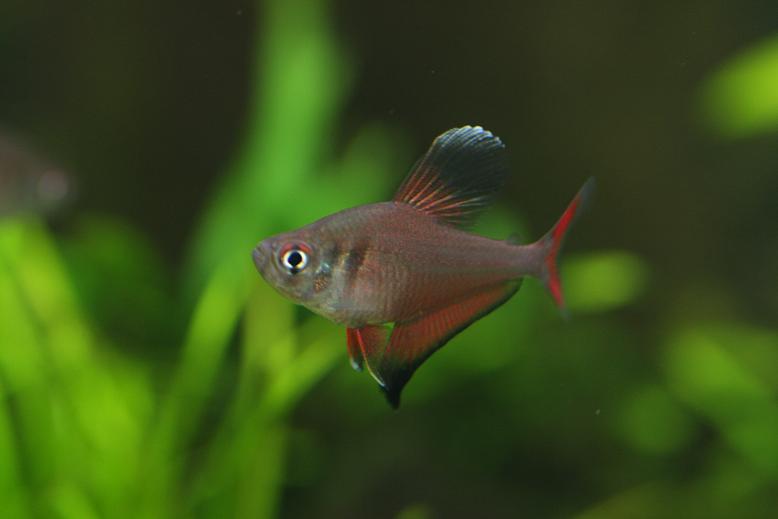 飼育15日目