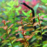 植栽から11日目