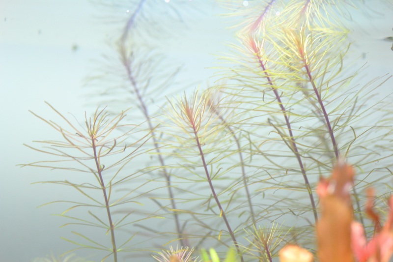 植栽から14日目