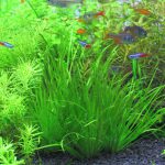 植栽から85日目