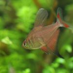 飼育109日目