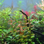 植栽から11日目