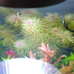 植栽から16日目
