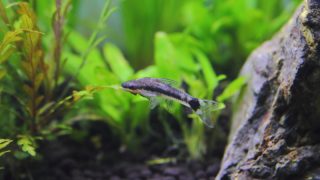 水草についたコケを食べるオトシンクルス