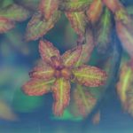 植栽から14日目