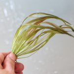 購入時のブリクサロングリーフ2