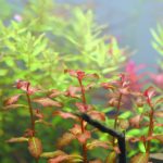 植栽から16日目
