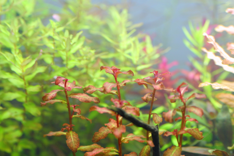 植栽から16日目