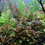 植栽から35日目