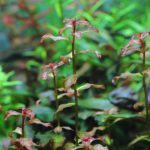 植栽から35日目
