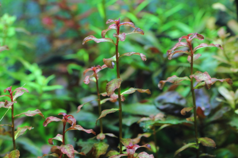 植栽から35日目