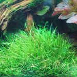 ブリクサショートリーフを使った流木レイアウト