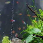 ミクロソリウム・本ナロー 植栽1日目