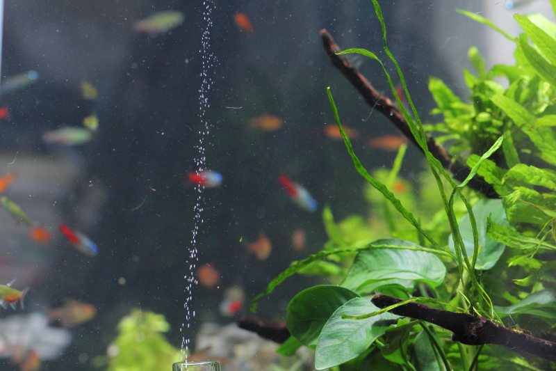 ミクロソリウム・本ナロー 植栽1日目