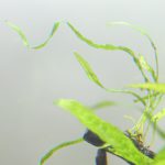 ミクロソリウム・本ナロー 植栽1日目