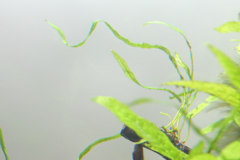 ミクロソリウム・本ナロー 植栽1日目
