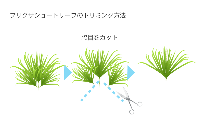 ブリクサショートリーフのトリミング方法