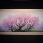 妖精千竜桜