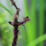 流木についた黒髭コケ
