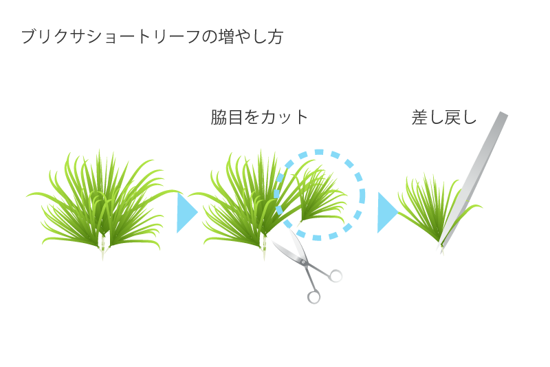 ブリクサショートリーフのトリミングの増やし方