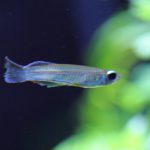 体の一部が白く濁る症状