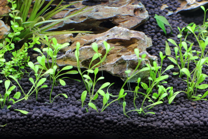 植栽から4日目 グロッソスティグマ